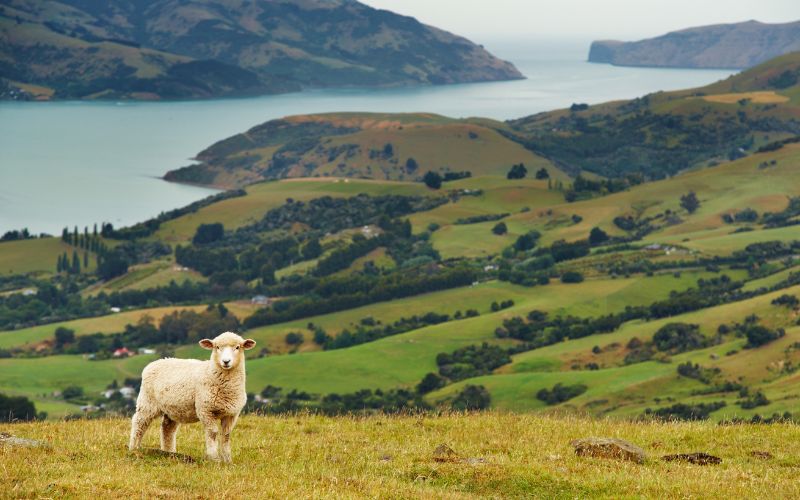 Phong cảnh thiên nhiên phong phú, tuyệt đẹp ở New Zealand (Ảnh sưu tầm) 